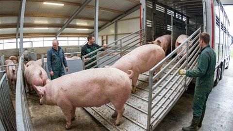 Giá heo hơi hôm nay 11.2.2026: Nhu cầu Tết tăng mạnh