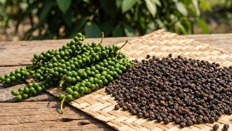 Giá hồ tiêu hôm nay 24.2: Tăng chạm 152.000 đồng/kg