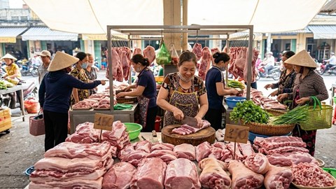 Giá heo hơi hôm nay 10.3: Lâm Đồng dẫn đầu 68,000 đồng/kg
