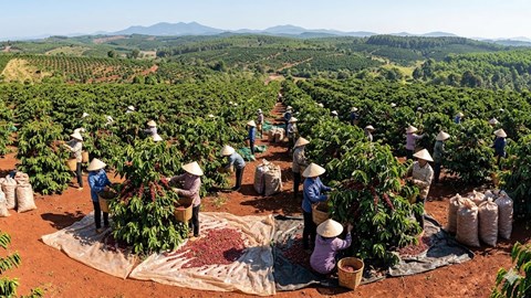 Giá cà phê hôm nay 23.3: Giữ vững mốc 94.000 đồng/kg