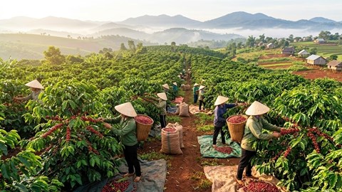 Giá cà phê hôm nay 30.3: Thị trường đi ngang, giữ mốc 92.400 đồng/kg