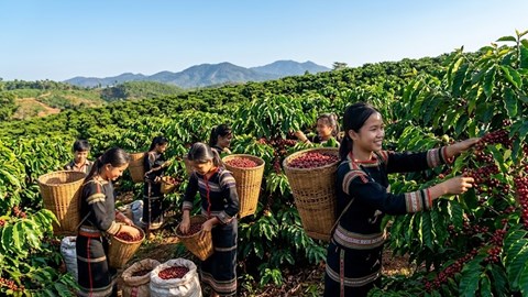 Giá cà phê hôm nay 9.4: Lao dốc mạnh chưa từng thấy