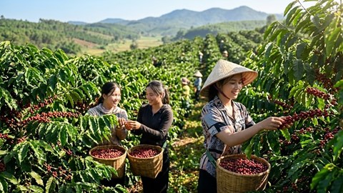 Giá cà phê hôm nay 11.4: Cà phê Tây Nguyên tăng nhẹ