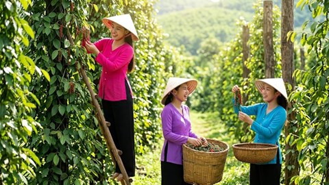 Giá hồ tiêu hôm nay 13.4: thị trường đang duy trì xu hướng ổn định