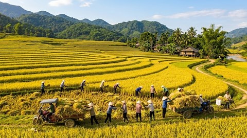 Giá lúa gạo hôm nay 16.4: Gạo đi ngang, lúa có dấu hiệu phục hồi nhẹ