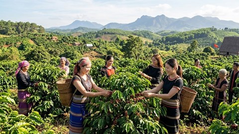 Giá cà phê hôm nay 17.4: Bật tăng hơn 1.200 đồng/kg, thị trường sôi động