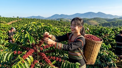 Giá cà phê hôm nay 19.4: Quay đầu giảm sâu sau chuỗi tăng nóng