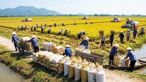 Giá lúa gạo hôm nay 22.4: Lúa tăng nhẹ duy trì, gạo tiếp tục đi ngang