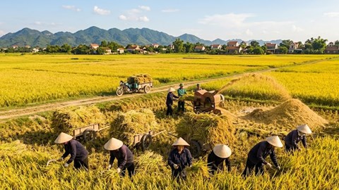 Giá lúa gạo hôm nay 24.4: Bật tăng mạnh trên diện rộng