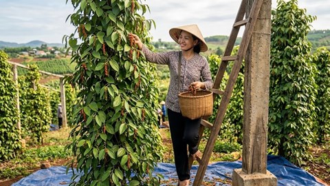 Giá hồ tiêu hôm nay 29.4: Duy trì ổn định, chưa có đột biến