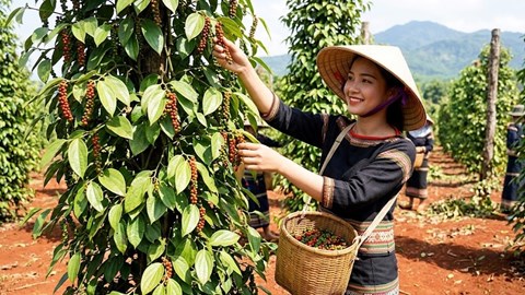 Giá hồ tiêu hôm nay 6.5: Giữ vững vùng đỉnh, thị trường đi ngang