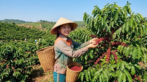 Giá cà phê hôm nay 11.5: Ổn định sau nhịp điều chỉnh cuối tuần
