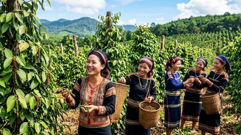 Giá hồ tiêu hôm nay 11.5: Nội địa ổn định, quốc tế neo cao