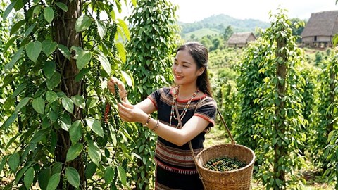Giá hồ tiêu hôm nay 15.5: Thị trường tiếp tục neo cao