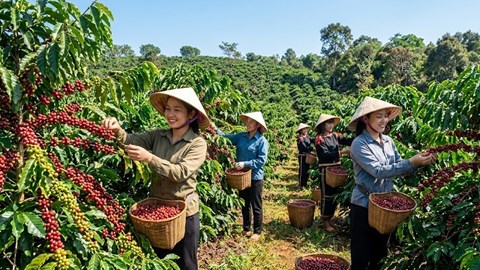 Giá cà phê hôm nay 17.5: Đi ngang, chờ tín hiệu mới từ thế giới