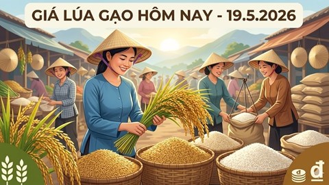 Giá gạo hôm nay 19.5: Việt Nam tiếp tục vượt Thái Lan, Ấn Độ