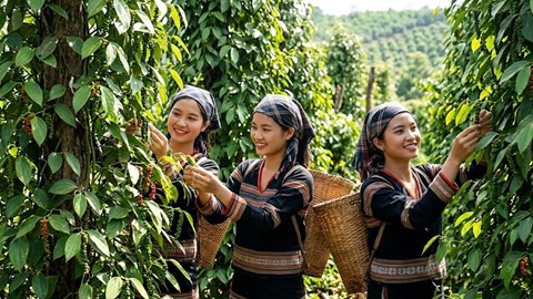Giá hồ tiêu hôm nay 21.5: Thị trường giữ giá, chờ lực mua mới