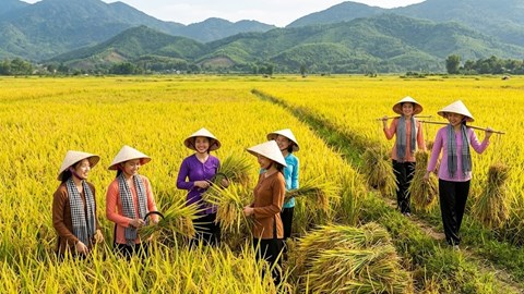 Giá lúa hôm nay 27.5: Gạo xuất khẩu giảm nhẹ, lúa chất lượng cao vẫn neo giá