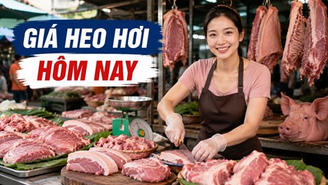 Giá heo hơi hôm nay 28.5: Nguồn cung tăng dần, giá bắt đầu phân hóa giữa các vùng