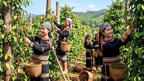 Giá tiêu hôm nay 29.5: Gia Lai duy trì vùng giá thấp nhất