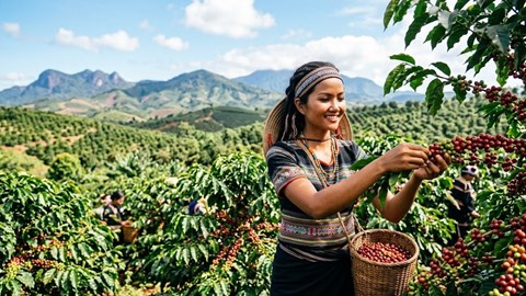 Giá cà phê hôm nay 6.6: Đà giảm chậm lại, thị trường chờ lực đỡ từ thế giới