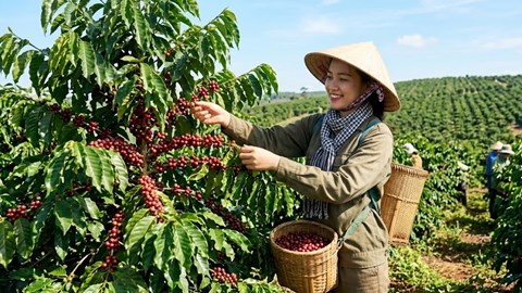Giá cà phê hôm nay 7.6: Mất thêm 500-600 đồng/kg, áp lực giảm chưa dừng lại