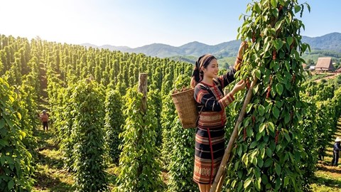 Giá hồ tiêu hôm nay 13.6: Đồng loạt tăng, cao nhất 140.500 đồng/kg