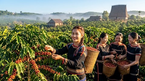 Giá cà phê hôm nay 16.6: Đi ngang sát mốc 90.000 đồng/kg
