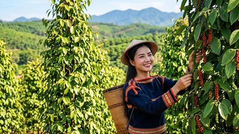 Giá hồ tiêu hôm nay 22.6: Thị trường đi ngang, chờ tín hiệu mới từ xuất khẩu