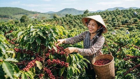 Giá cà phê hôm nay 27.6: Bật tăng 1.000 đồng/kg