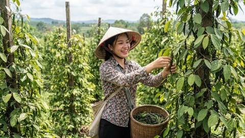 Giá hồ tiêu hôm nay 27.6: Thị trường đi ngang sau các phiên tăng