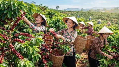 Giá cà phê hôm nay 28.6: Giảm 600 đồng/kg, vì sao mốc 90.000 đồng/kg vẫn chưa mất hẳn?