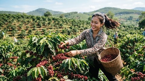 Giá cà phê hôm nay 29.6: Không đổi, thị trường vẫn neo vùng cao