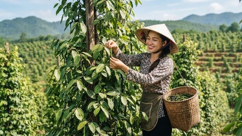 Giá hồ tiêu hôm nay 29.6: Trong nước chững lại, thị trường chờ lực mua mới
