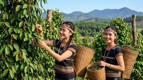 Giá hồ tiêu hôm nay 2.7: Giảm mạnh, có nơi mất tới 4.000 đồng/kg