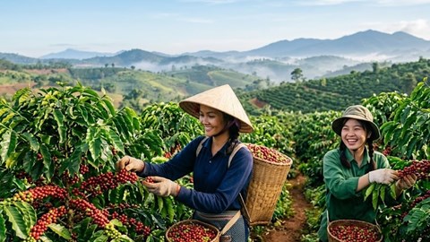 Giá cà phê hôm nay 4.7: Tăng lên 93.000 đồng/kg, vì sao thị trường tiếp tục nóng?