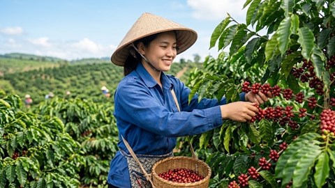 Giá cà phê hôm nay 5.7: Giảm 100 đồng/kg, vì sao chưa đáng lo?