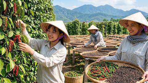 Giá hồ tiêu hôm nay 6.7: Đi ngang, cao nhất 135.000 đồng/kg