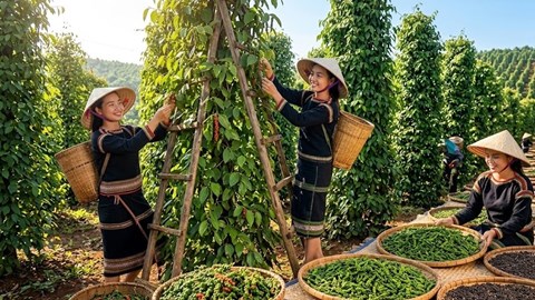 Giá hồ tiêu hôm nay 9.7: Tăng mạnh, nhiều vùng vượt 138.000 đồng/kg