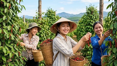 Giá hồ tiêu hôm nay 15.7.2026: Cao nhất 140.000 đồng/kg