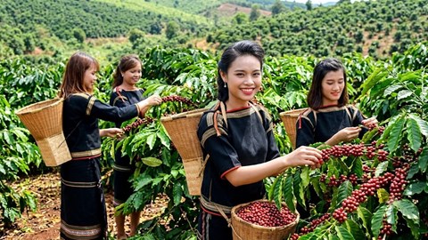 Giá cà phê ngày 16.7 đi ngang, cao nhất 97.300 đồng/kg
