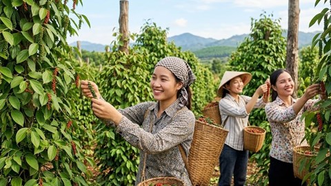 Giá hồ tiêu hôm nay 16.7.2026: Giữ ổn định ở mức cao