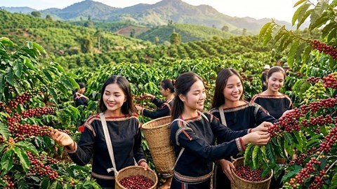 Giá cà phê hôm nay 31.7 giảm mạnh, cao nhất còn 96.800 đồng/kg