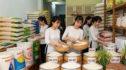 Giá lúa gạo hôm nay 31.7.2026: Gạo nguyên liệu tăng nhẹ