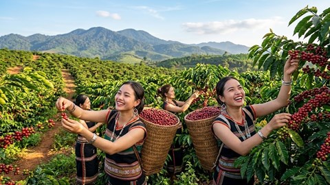 Giá cà phê hôm nay 12.8.2026: Cao nhất chạm 98.000 đồng/kg