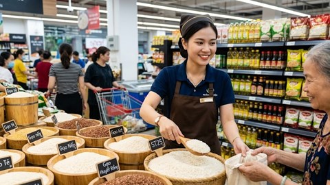 Giá lúa gạo hôm nay 19.8.2026: CL 555 giữ trên 10.000 đồng/kg