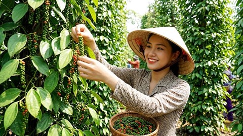 Giá tiêu hôm nay 22.8.2026 ổn định, thị trường chờ lực mua mới