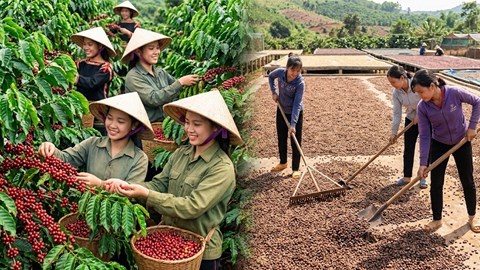 Giá cà phê hôm nay 23.8 giảm mạnh, thế giới đồng loạt đỏ sàn