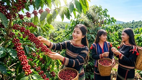 Giá cà phê hôm nay 25.8.2026 đồng loạt tăng 300 đồng/kg