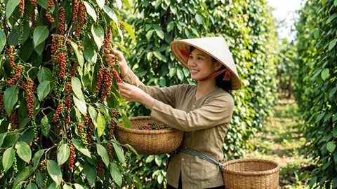 Giá hồ tiêu hôm nay 28.8 đi ngang sau phiên tăng nhẹ